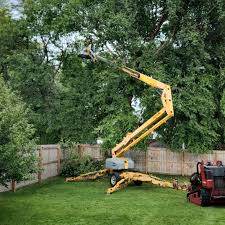 How Our Tree Care Process Works  in  Oak Hills Place, LA